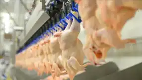 Mart'ta Tavuk Eti Üretimi Yüzde 13 Arttı